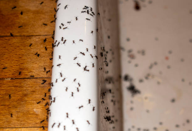 Best Cockroach Control Services  in Lakewood Park, TN