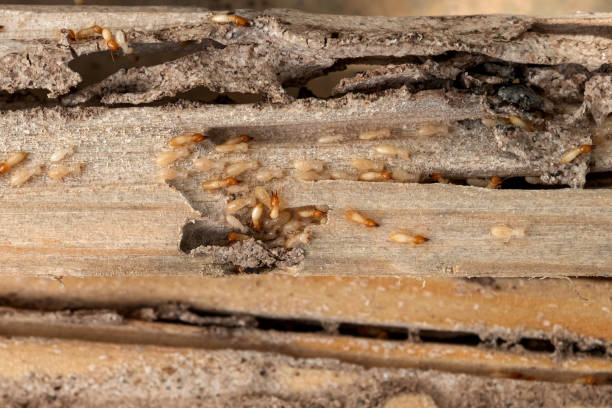 Reliable Lakewood Park, TN Pest Control Solutions